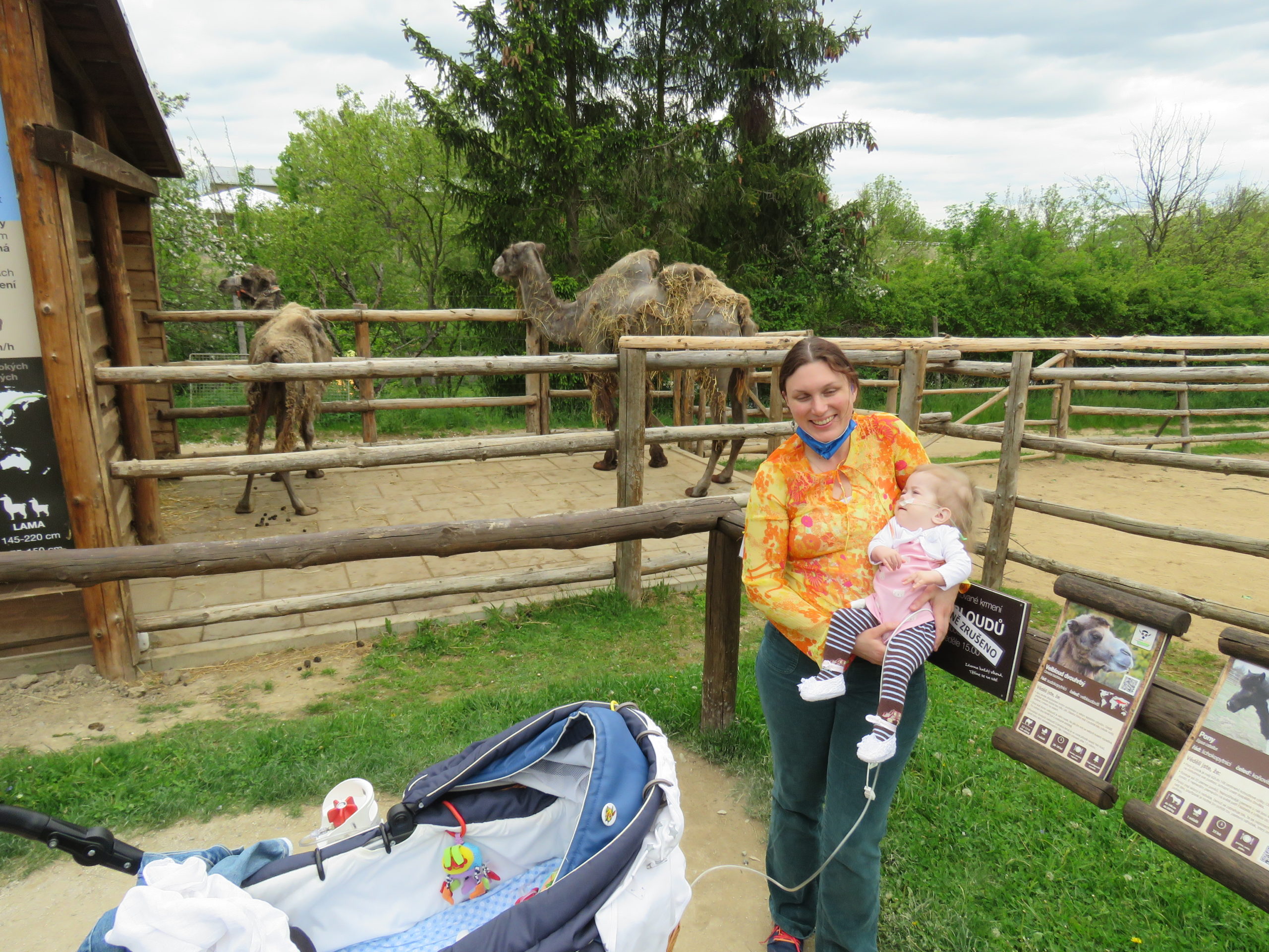 Anicka-kveten2021-zoopark-velbloud